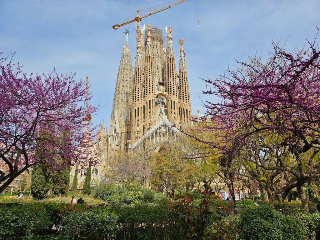 Sagrada Familia in March with Trees Blossoming in Pink - Where to Get the Best Views of Sagrada Familia