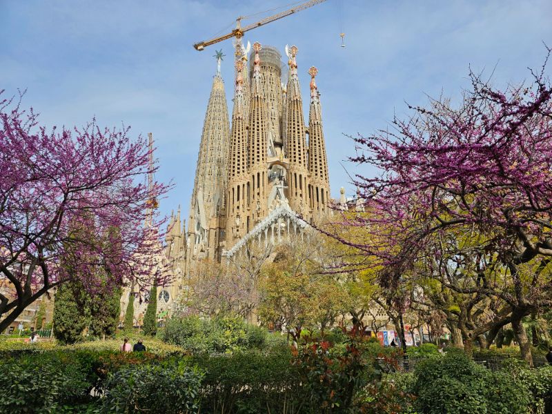 Sagrada Familia in March with Trees Blossoming in Pink